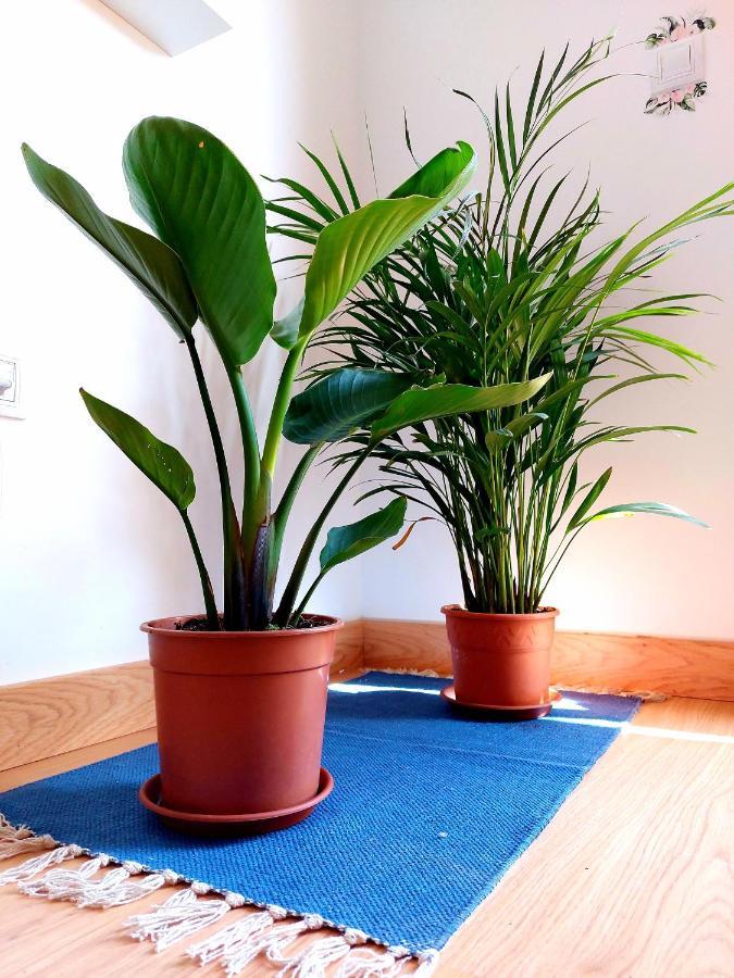 Casa Ledu - Sunny Holiday In Fuerteventura Corralejo Zewnętrze zdjęcie